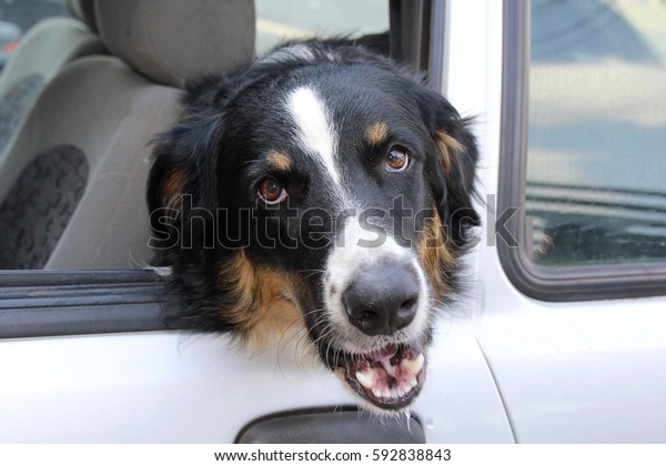 Dog in a car\
window