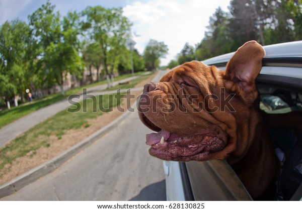Dog from the car\
window