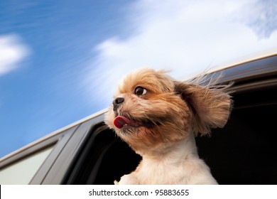 Dog in a Car Window and enjoy road trip