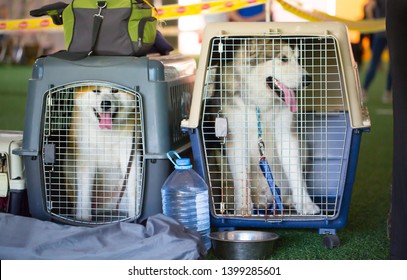 Dog carriers for air travel. Husky dogs sit in cages waiting for the plane. Moving with animals. Carrying for animals, live luggage at the airport.