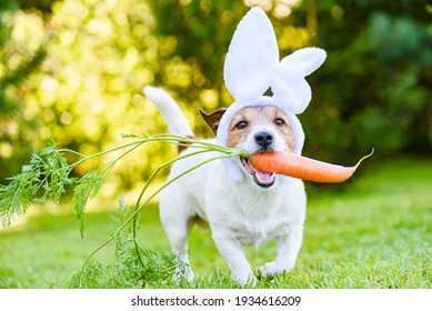 Dog with carrot wearing bunny ears headband as humorous Easter rabbit 