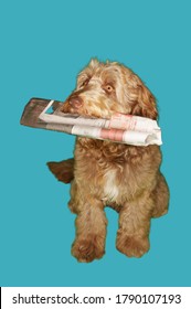 Dog Carrying Newspaper In Mouth