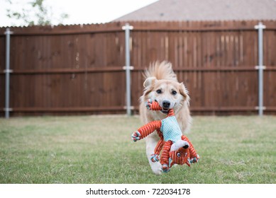 Dog Carrying Plush Toy