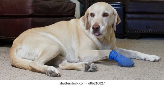 Dog With Cast