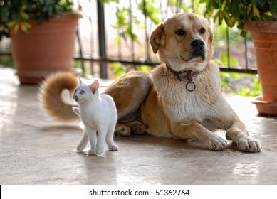 Dog And Cat