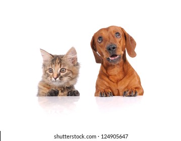 6,358 Dog above isolated Images, Stock Photos & Vectors | Shutterstock