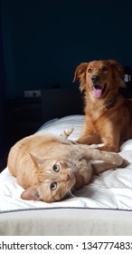 Dog And Cat In A Bed