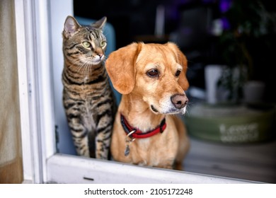 dog and cat as best friends, looking out the window together
