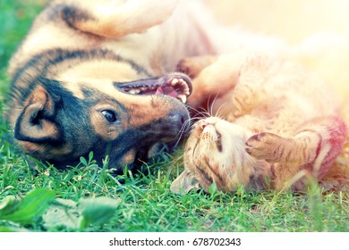Dog and cat best friends playing together outdoor. Lying on the back on grass.