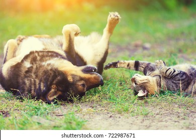 Dog and cat best friends playing together outdoor. Lying on the back on grass.