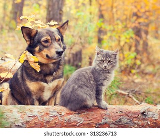 Dog and cat best friends sitting together outdoors in autumn forest - Powered by Shutterstock