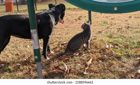 Dog And Cat Best Friends Watching Sunset At Dogpark