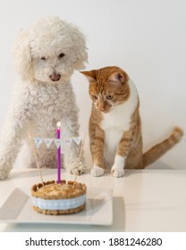 Dog And Cat With A Birthday Cake