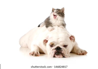 Dog And Cat - Bored English Bulldog With Surprised Kitten Laying On Top Of Her Back Isolated On White Background 