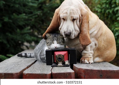 Dog And Cat With The Camera