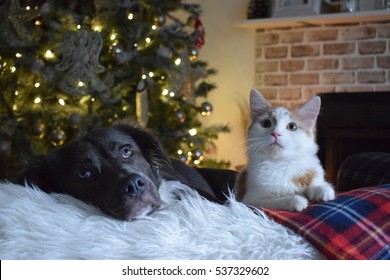 Dog and Cat / christmas