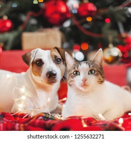 Dog and cat in christmas decoration. Happy new year and merry Christmas!