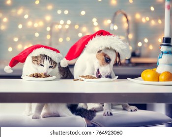 Dog And Cat In Christmas Hat Eating Food. Happy Pet Santa.