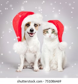 Dog And Cat In Christmas Hat. Pets Friends