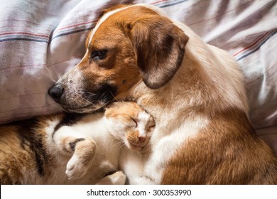 Dog And Cat Cuddle On Bed