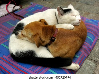 Chat Calin Images Stock Photos Vectors Shutterstock