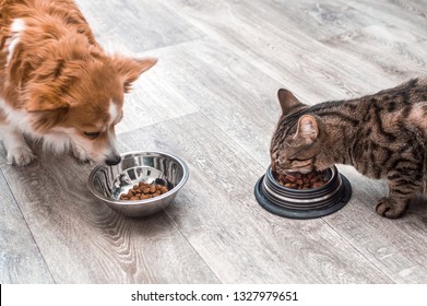 Dog And Cat Eat Together Dry Food From Bowls In The Kitchen