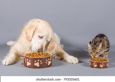 Dog And Cat Eating Dry Food In Bowls