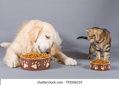 Dog And Cat Eating Dry Food In Bowls