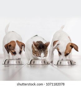 Dog And Cat Eating Food. Puppy Eating Dogs Food. Pets At Home