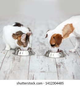 Dog And Cat Eats Food From Bowl