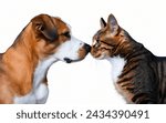 Dog and Cat Engage in Nose-to-Nose Communication on A White Background, Curious Dog and Cat Introduce Themselves, Puppy and Kitten, Dogs and Cats