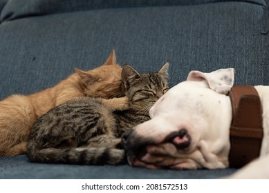 Le chien et le chat s'endorment ensemble sur le canapé. Beaux animaux de compagnie. Chien de type taureau blanc avec chats.