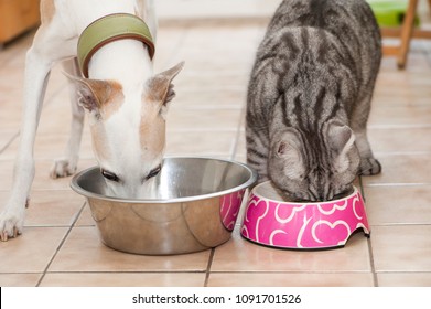 Dog And Cat Are Fed Side By Side In The Kitchen