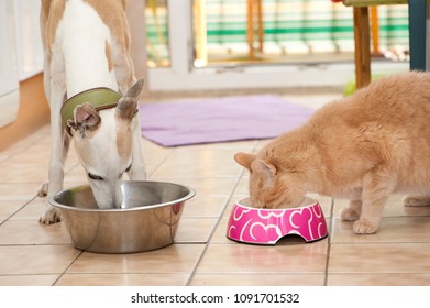 Dog And Cat Are Fed Side By Side In The Kitchen