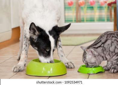 Dog And Cat Are Fed Side By Side In The Kitchen