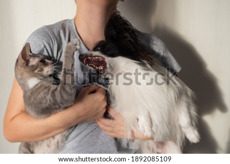 A dog and a cat are fighting in the hands of a young female owner. Papillon and Brush Sphinx are playing