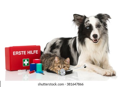 Dog And Cat With First Aid Kit