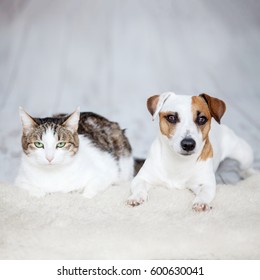 Dog And Cat. Friends At Home. Friendship Pets