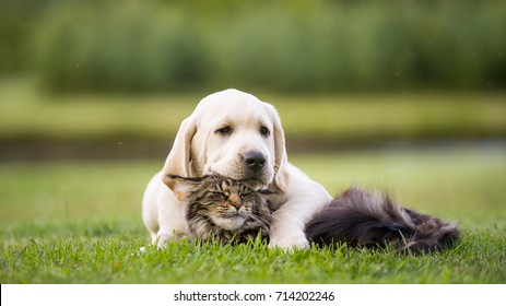 dog and cat friendship