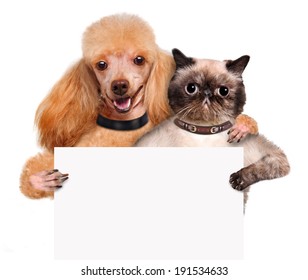 Dog with a cat holding in his paws white banner.