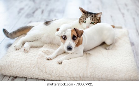 Dog And Cat At Home. Pets Frinship