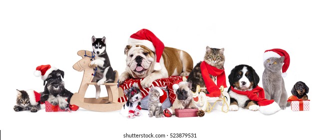 dog and cat and kitens wearing a santa hat