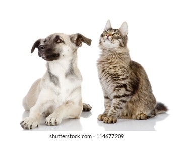 the dog and cat look up. isolated on white background