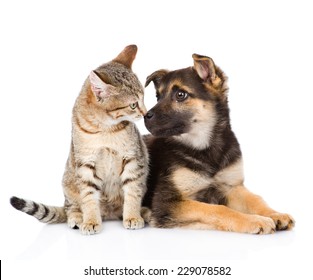 Dog And Cat Looking At Each Other. Isolated On White Background