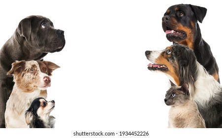 Dog And A Cat Looking Up Isolated On White Background