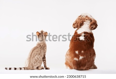Dog and cat looking up together