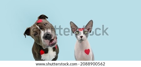 Dog and cat  love celebrating valentine's day with heart shape stickers. Isolated on blue pastel background.