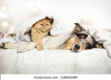                  Dog And Cat Are Lying Together In Bed Under The Blanket              