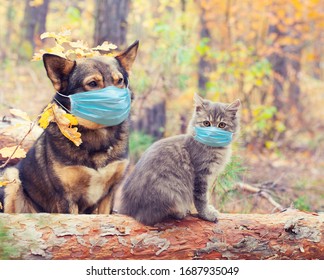 Dog And Cat In Medical Face Mask (respirator) Outdoors. Medical Concept