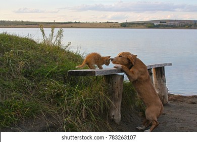 Dog And Cat On The Lake Shore